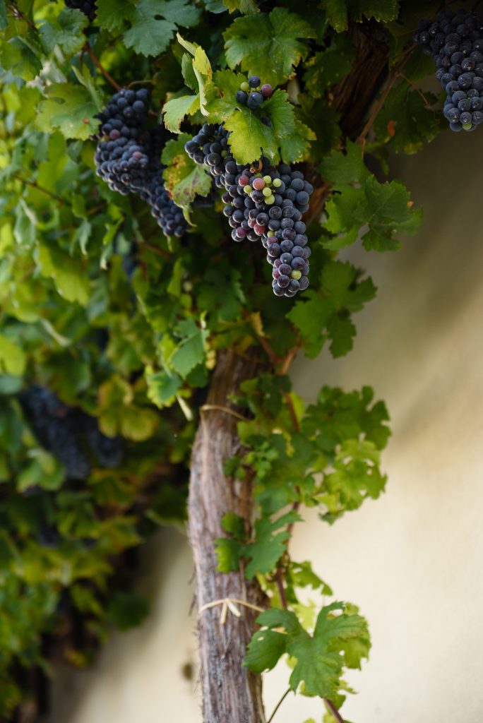 Z winogron Starej trty powstaje około 100 butelek wina
