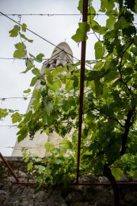 Štanjel - winogrona