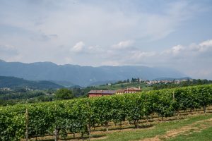 Winogrona producenta prosecco Bepin De Eto