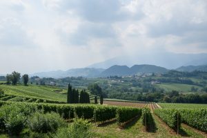 Winogrona producenta prosecco Bepin De Eto