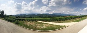 Winogrona producenta prosecco Bepin De Eto
