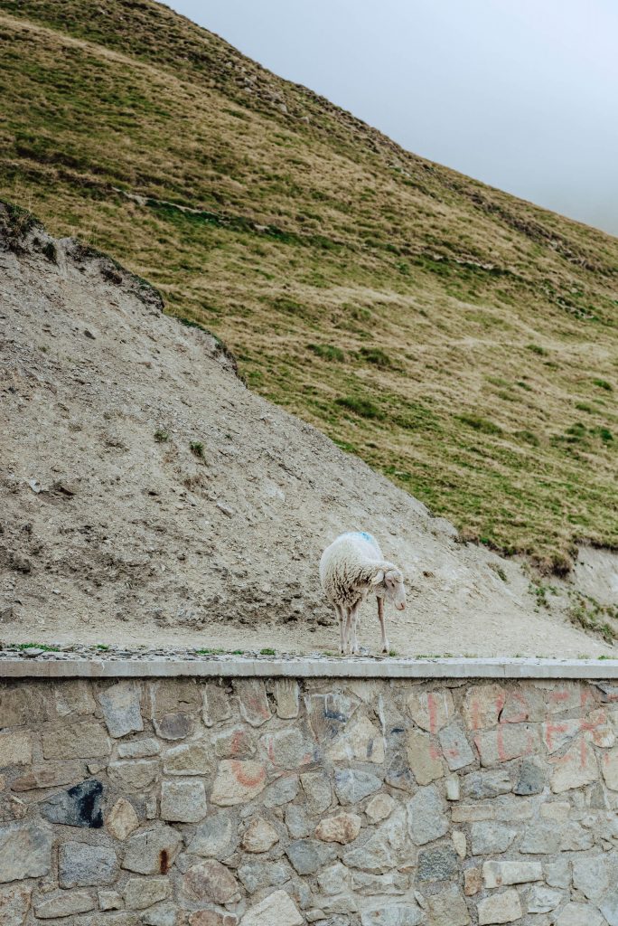 Owca na Col du Tourmalet