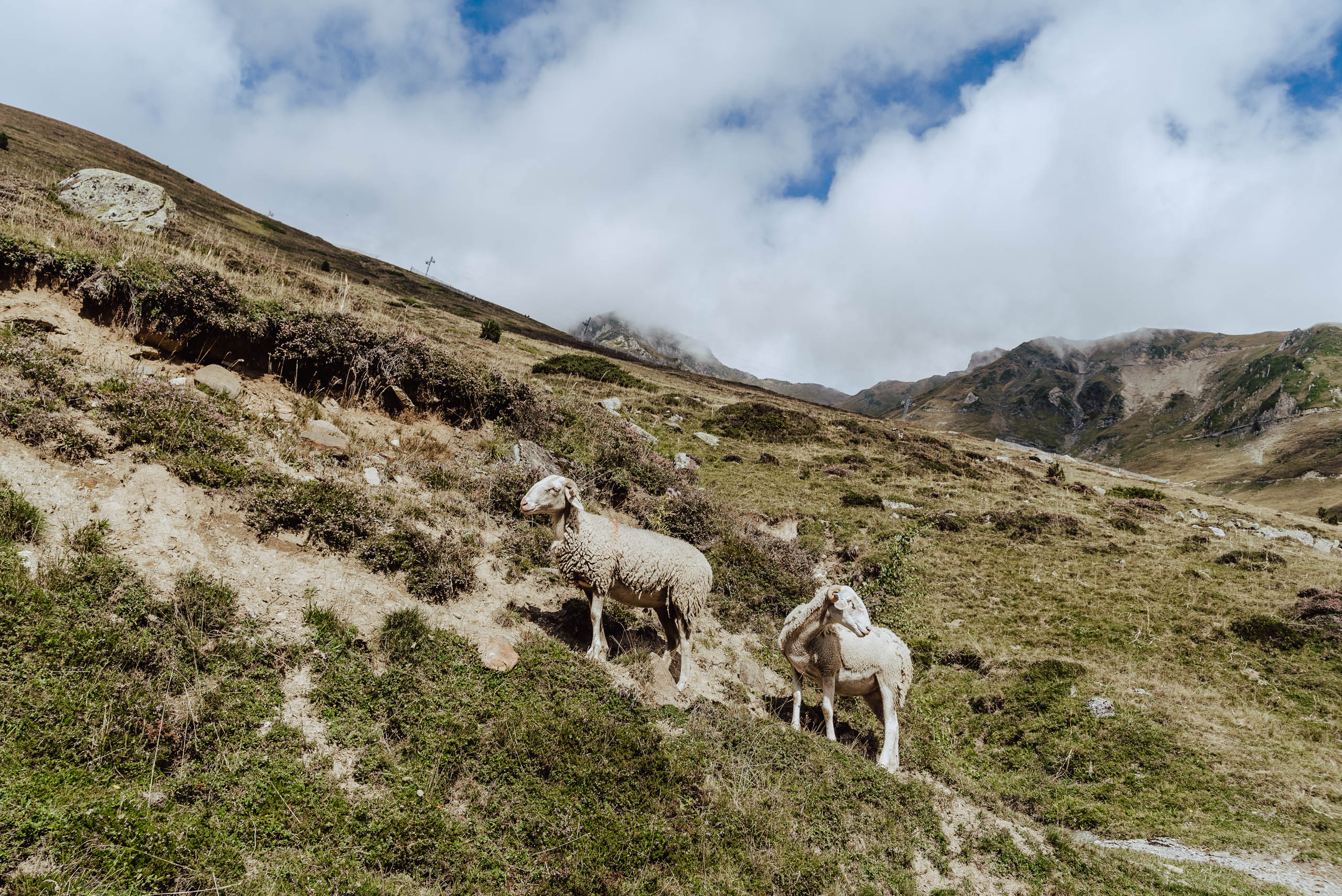 Owce w Pirenejach