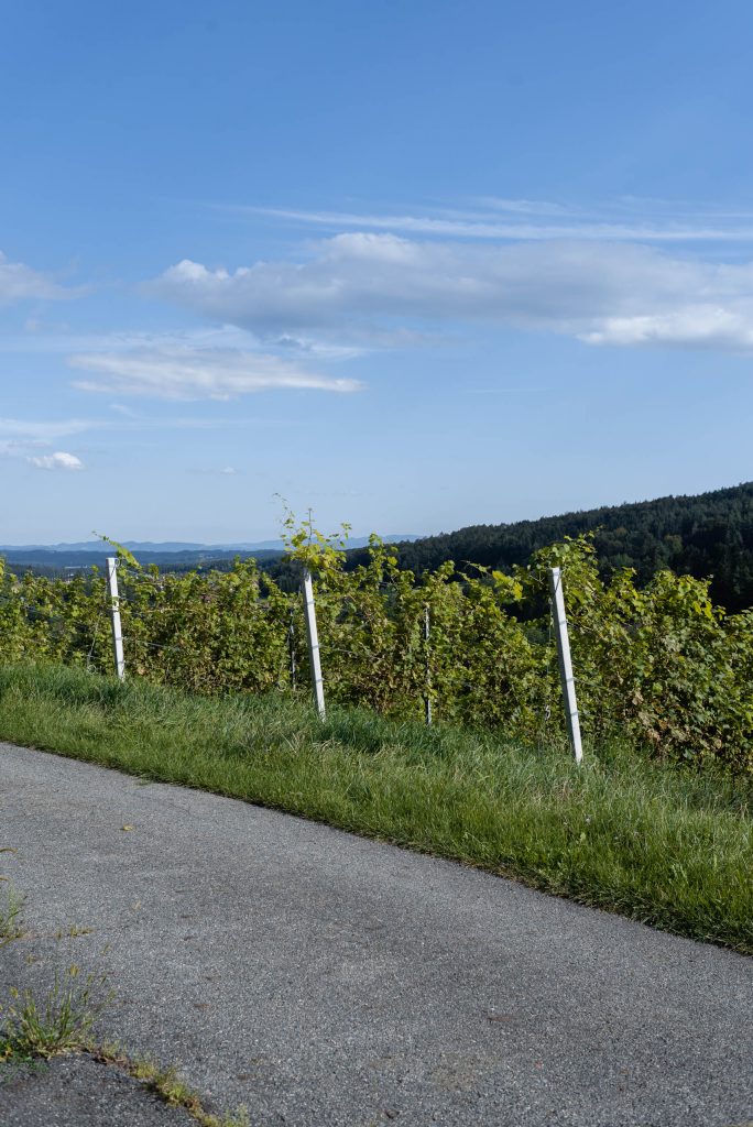 Winogrona w Deutschlandsberg