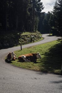 Krowy na Sölk Pass