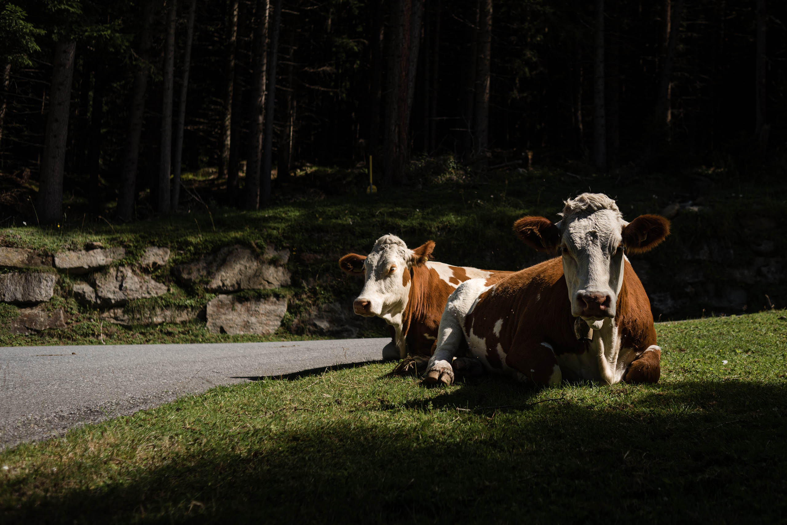 Krowy na przełęczy Sölk