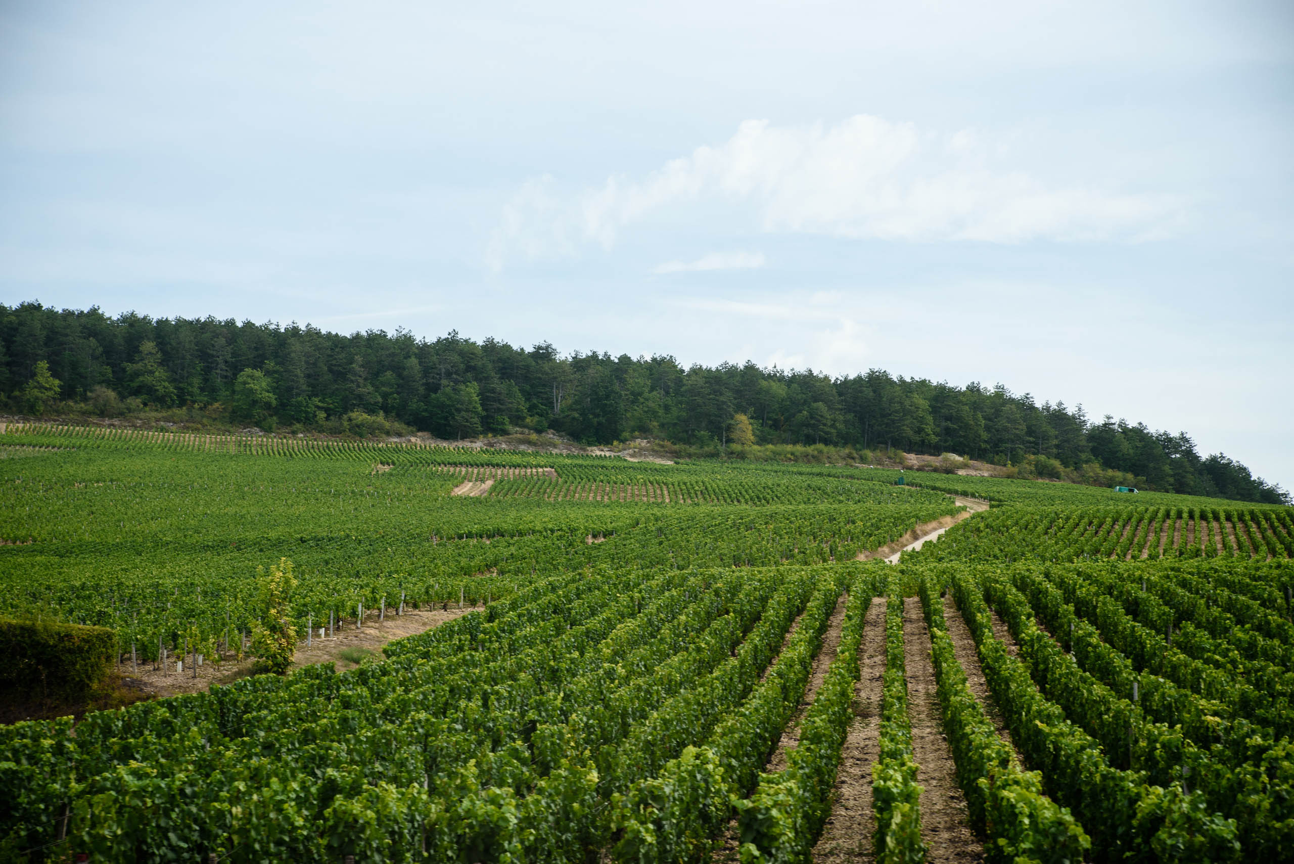 Winnice w Burgundii