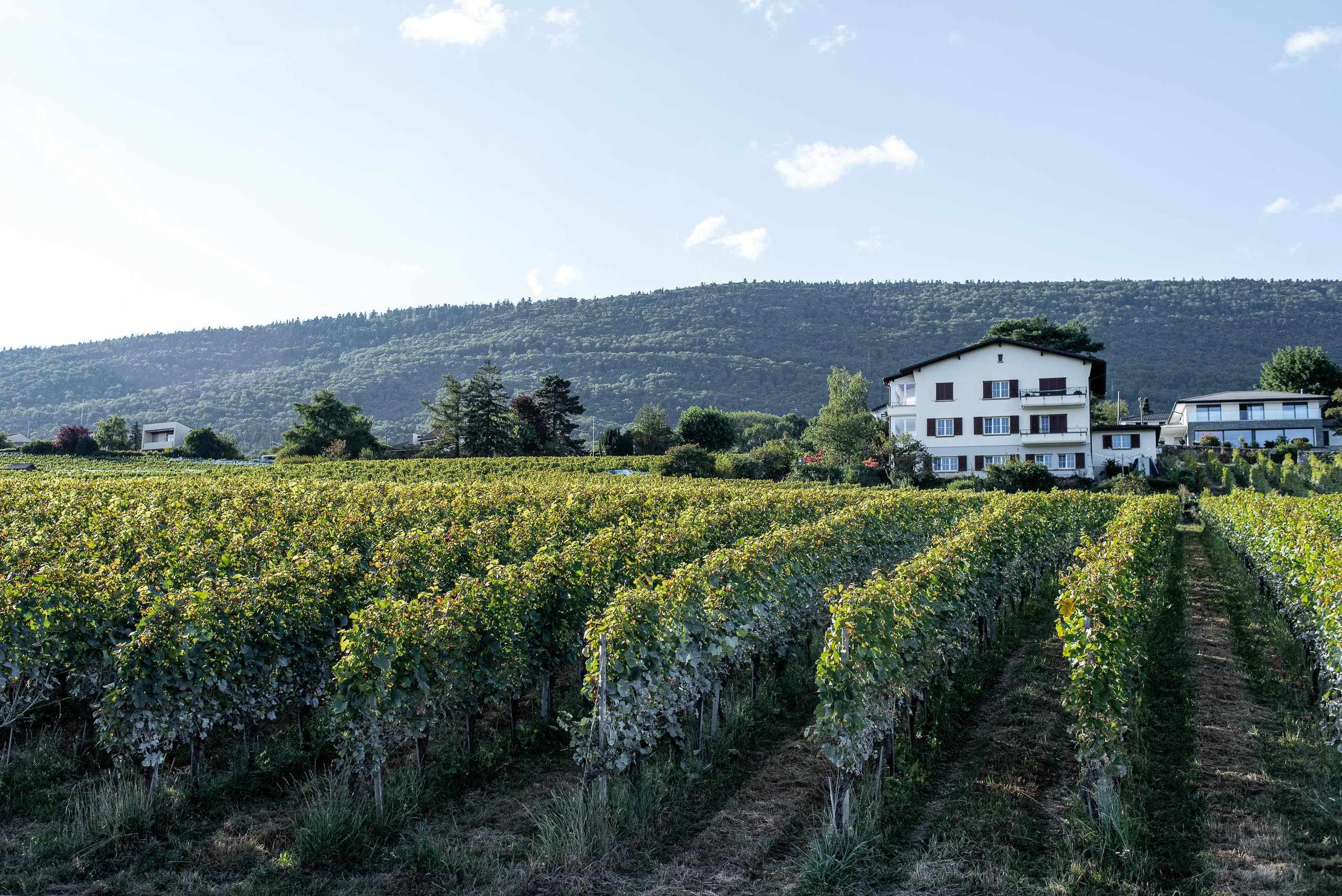 Winnice przy jeziorze Neuchâtel