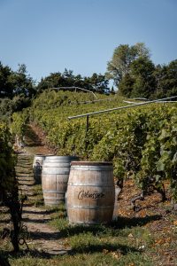 Winnica w Saillon (Wallis)