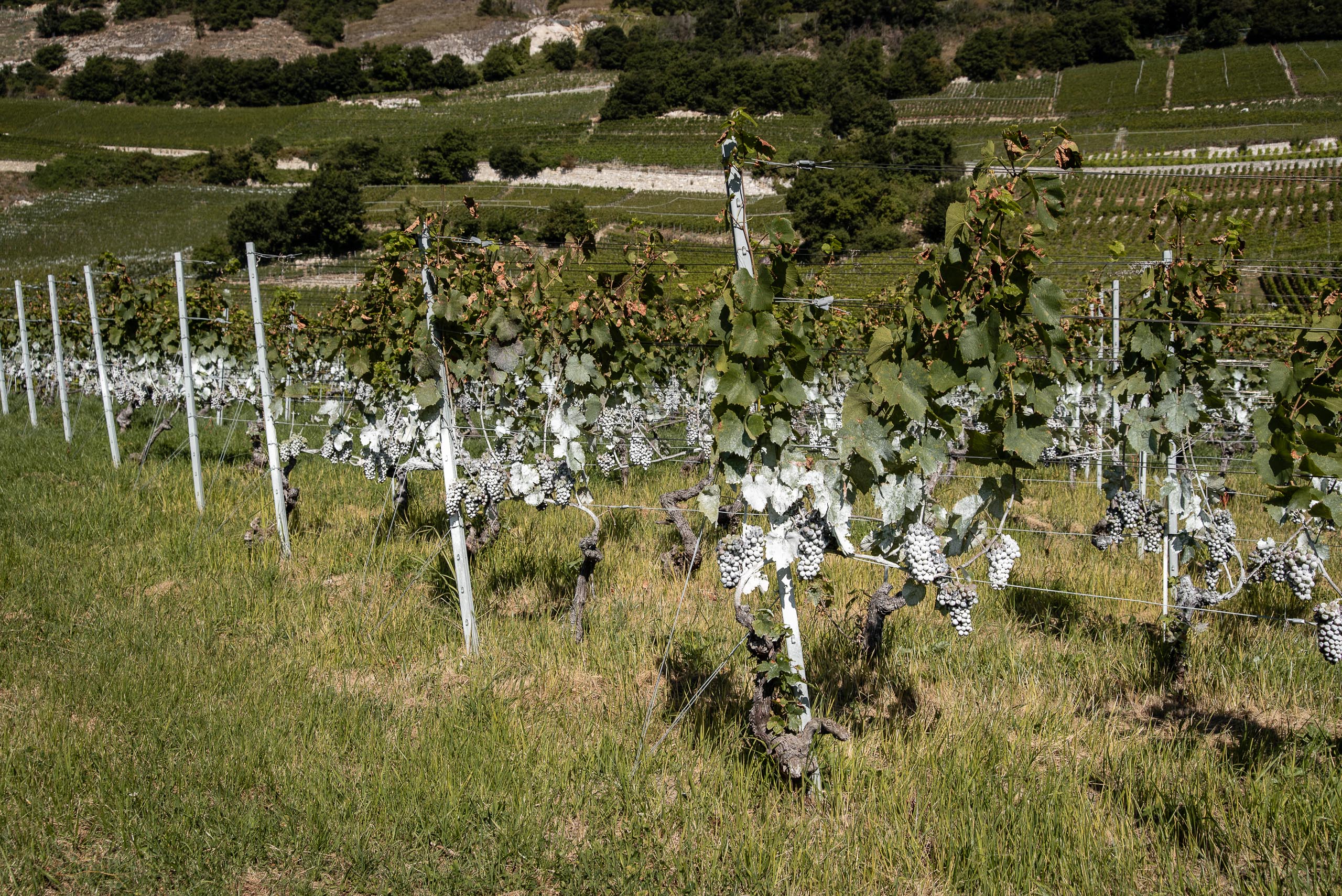 Winnica w Saillon - opryskane winogrona
