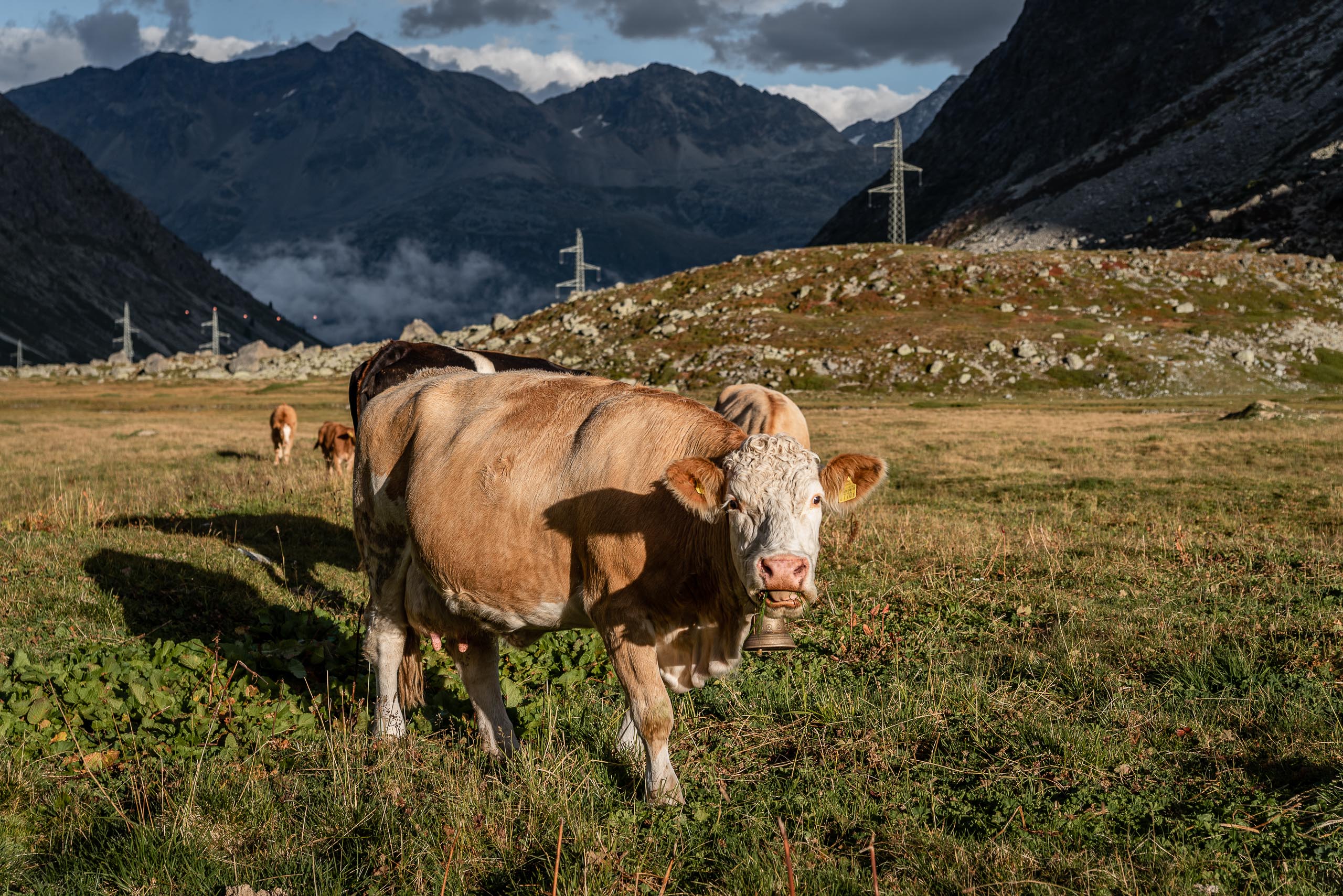 Przełęcz Julier - krowy