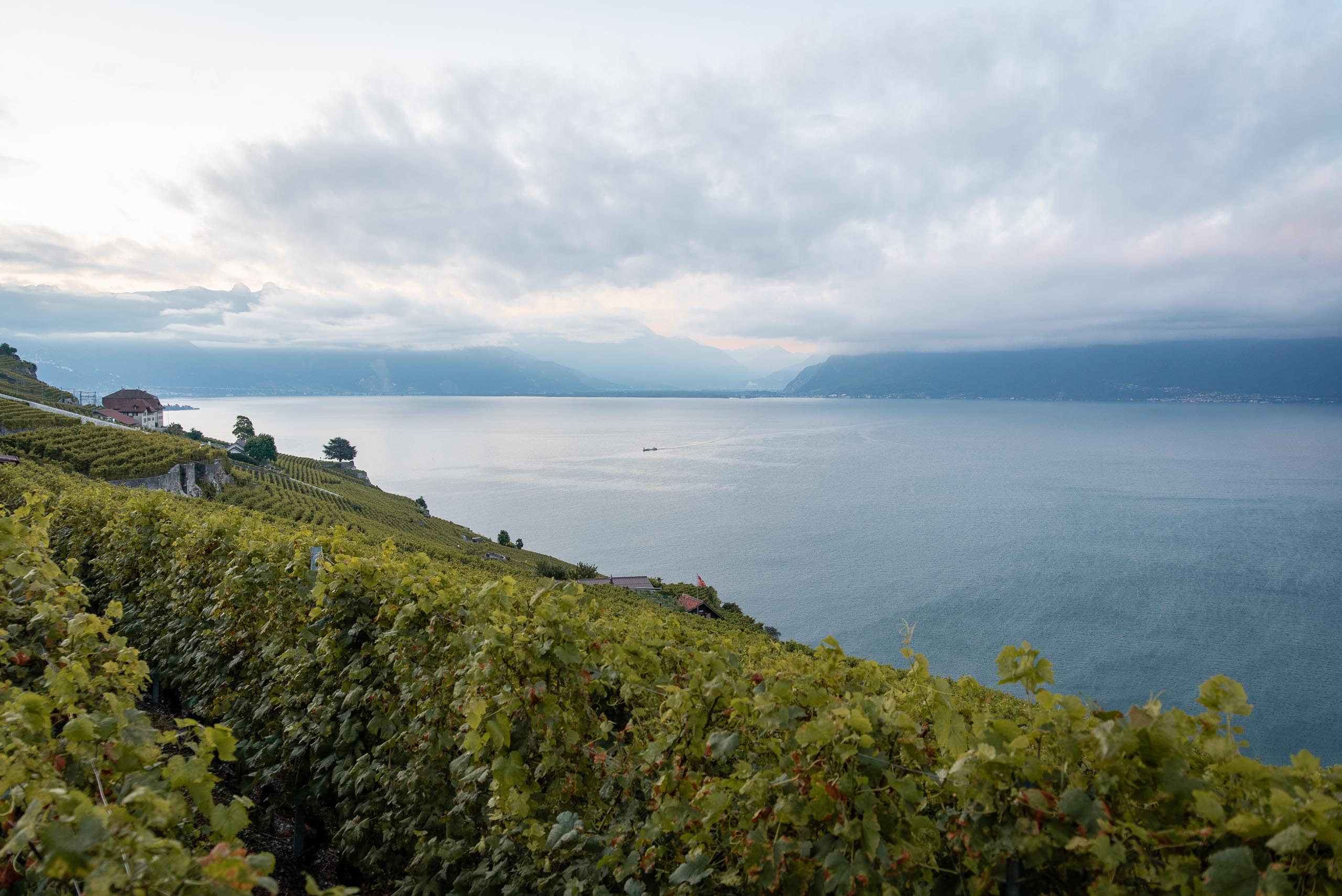 Winnice Lavaux i Jezioro Lemańskie